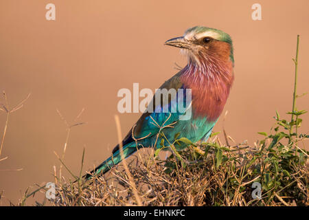 Lilac-breasted Roller, Gabelracke, Coracias caudatus Stockfoto