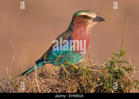 Lilac-breasted Roller, Gabelracke, Coracias caudatus Stockfoto