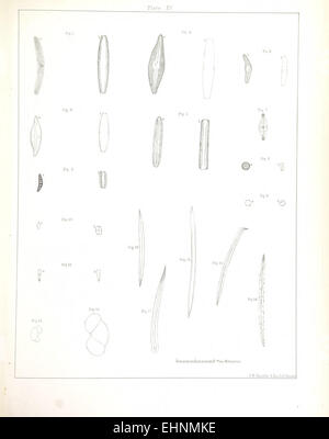 Warrens 1855 Illustration von *Mastodon giganteus* in Platte 15 bietet eine detaillierte Darstellung dieses prähistorischen Säugetieres und hebt dessen Größe und Eigenschaften hervor. Stockfoto