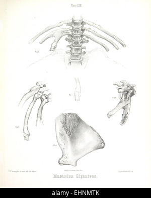 Eine Illustration von Warren aus dem Jahr 1855 zeigt den Mastodon giganteus mit seiner massiven Größe und fossilen Überresten, die zur Erforschung des prähistorischen Lebens beitragen. Stockfoto