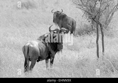Zwei blaue Gnus, Connochaetes Taurinus, stehend in der Savanne in der Nähe der Herde, Serengeti Nationalpark, Tansania. Schwarz ein Stockfoto