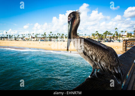 Pelikan auf dem Balboa Pier in Newport Beach, Kalifornien. Stockfoto