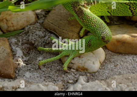 Grüner Leguan Füße am Fels Stockfoto