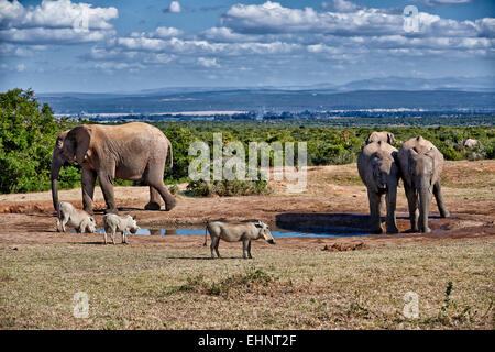 Afrikanischer Bush Elefant (Loxodonta Africana) und Warzenschweine (Phacochoerus Africanus), Addo Elephant National Park, Südafrika Stockfoto