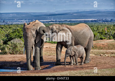 Afrikanischen Bush Elefanten mit Youngster (Loxodonta Africana), Addo Elephant National Park, Eastern Cape, Südafrika Stockfoto