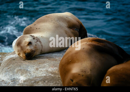 Seelöwen auf den Klippen mit Blick auf den Pazifischen Ozean, in La Jolla, Kalifornien. Stockfoto