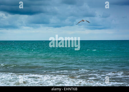 Möwen fliegen über dem Pazifischen Ozean in Corona del Mar, Kalifornien. Stockfoto