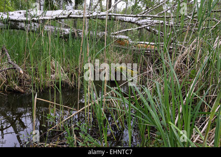 Fen-Wälder mit Birken Stockfoto