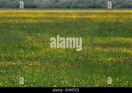 Wiese mit hohen Hahnenfuß, Ranunculus acris Stockfoto