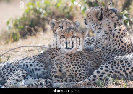 Gepard, Gepard, Acinonyx Jubatus, Malaika mit jungen, Stockfoto