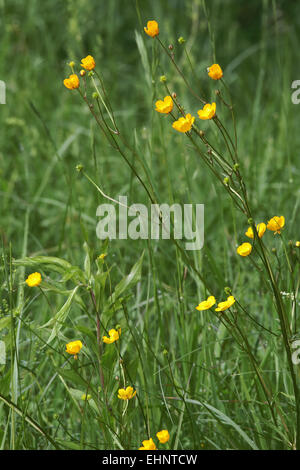 Hohen Hahnenfuß, Ranunculus acris Stockfoto