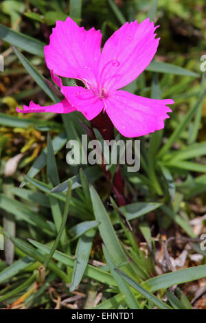 Cheddar pink, Dianthus gratioanopolitanus Stockfoto