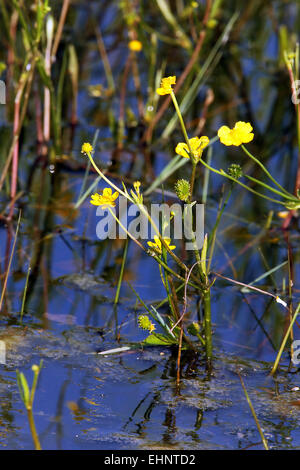 Geringerem Spearwort, Ranunculus flammula Stockfoto