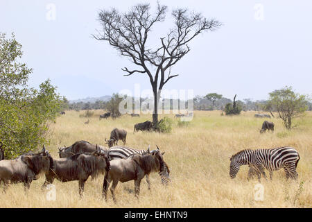 Blaue Gnus, Connochaetes Taurinus und schlicht Zebras (Equus Quagga) Weiden in der Savanne im Serengeti Nationalpark, Tan Stockfoto