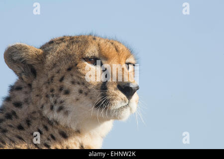 Gepard, Gepard, Acinonyx Jubatus, Malaika, Stockfoto