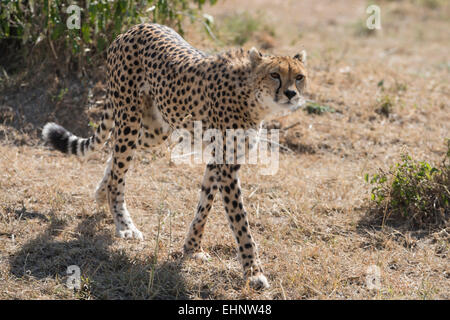 Gepard, Gepard, Acinonyx Jubatus, Malaika, Stockfoto