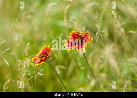 Schöne wilde indische Decke Blume in einem wilden Sommerwiese Stockfoto