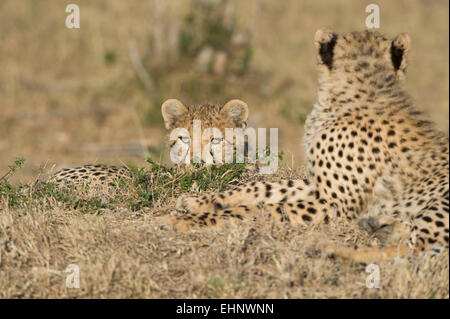 Gepard, Gepard, Acinonyx Jubatus, Malaika mit Cub, Stockfoto