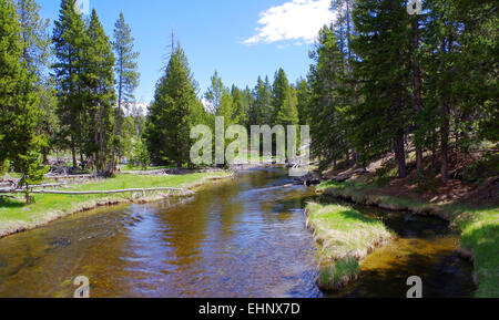 USA - Yellowstone River im Wald Stockfoto