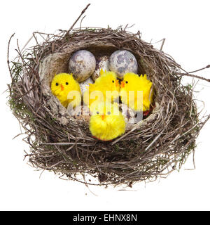 Nest mit Eiern und Hühnern Stockfoto
