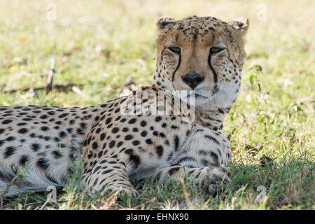 Gepard, Gepard, Acinonyx Jubatus, Malaika, Stockfoto