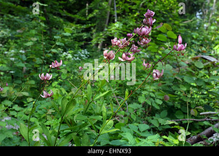 Lilium Martagon, Turk Kappe Lilie Stockfoto