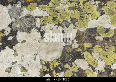 Ein Flechten, Moos, fleckige, überdachte rock Stockfoto