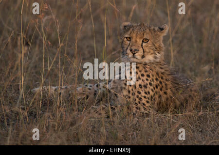 Gepard, Gepard, Acinonyx Jubatus, Malaika, Stockfoto