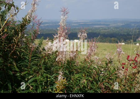 Rosebay Weidenkräuter oder Feuerkraut, Chamaenerion angustifolium, Aussaat in einer Hecke im Spätsommer, in der Region, im September Stockfoto