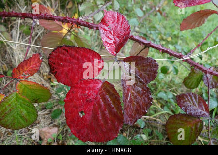 Roten Brombeere, Rubus Fruticosus, Blätter drehen Farbe im Herbst, Oktober Stockfoto