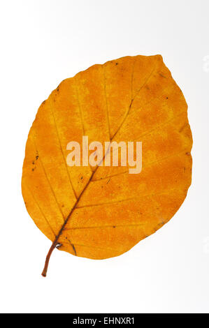 Europäische Buche / gemeinsame Buche (Fagus Sylvatica) Blatt im Herbst Farben vor weißem Hintergrund Stockfoto