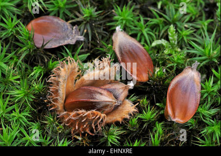 Europäische Buche / gemeinsame Buche (Fagus Sylvatica) Cupule und Nüssen / Samen unter Moos auf dem Waldboden im Herbst Stockfoto