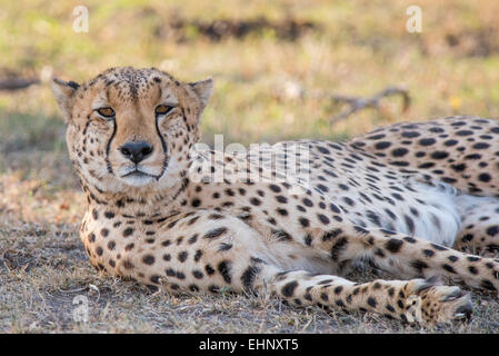 Gepard, Gepard, Acinonyx Jubatus, Malaika, Stockfoto