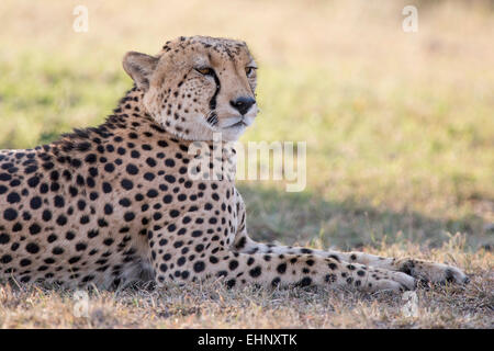 Gepard, Gepard, Acinonyx Jubatus, Malaika, Stockfoto