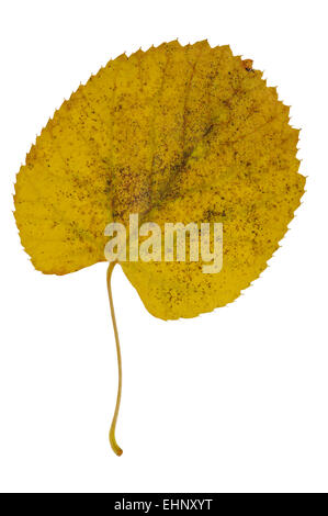 Gemeinsamen Kalk / gemeinsame Linde (Tilia Vulgaris / Tilia Europaea) Blatt in herbstlichen Farben vor weißem Hintergrund Stockfoto