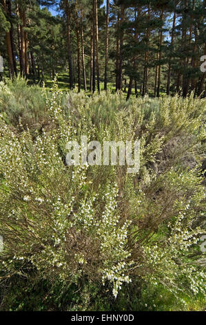 Brautschleier Besen (Retama Monosperma) Busch stammt aus Spanien und Nordafrika Stockfoto