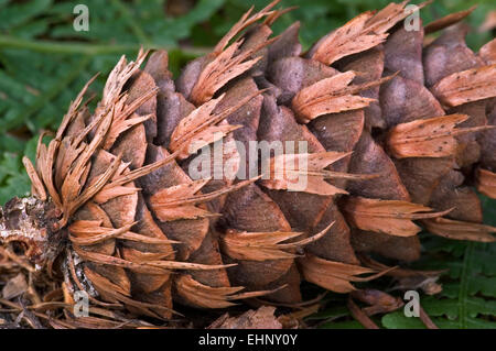 Douglasie / Oregon pine / Douglas Fichte (Pseudotsuga Menziesii / Pseudotsuga Taxifolia), Großaufnahme des Kegels, ursprünglich aus den USA Stockfoto