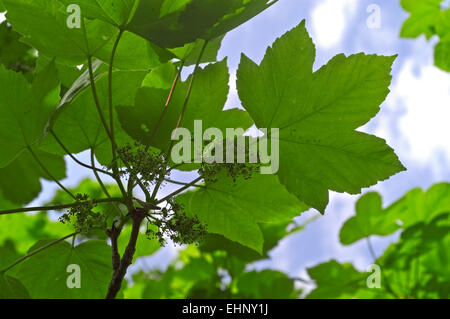 Bergahorn / falsche Platane (Acer Pseudoplatanus) Großaufnahme von Blättern und Blüten Stockfoto