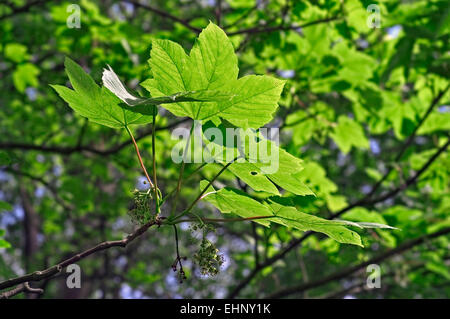 Bergahorn / falsche Platane (Acer Pseudoplatanus) Großaufnahme von Blättern und Blüten Stockfoto