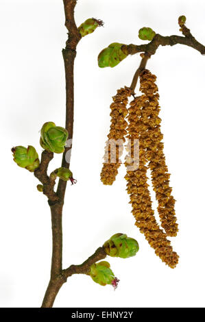 Gemeinsame Hasel (Corylus Avellana) männlichen Kätzchen und weiblicher Blütenstand vor weißem Hintergrund Stockfoto