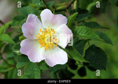 Rosa Canina, Heckenrose Stockfoto