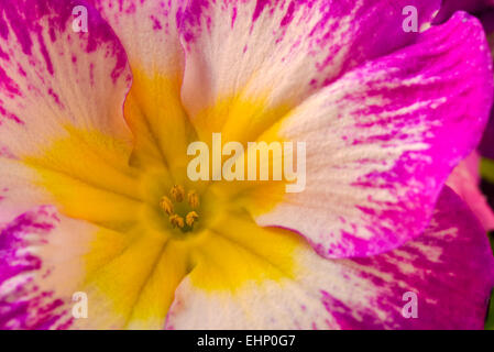 Schöne rosa Petunie Stockfoto