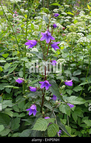 Brennnessel-blättrige Glockenblume, Campanula trachelium Stockfoto