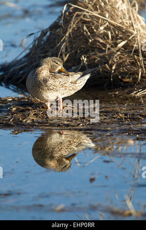 Stockente preens selbst. Stockfoto