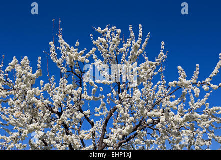 Almond tree, Mandelbäume in voller Blüte, Prunus Dulcis, Ovid Weingut Pritchard Hill, Napa Valley, Kalifornien Stockfoto