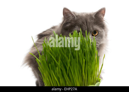 Perser Kätzchen sitzt in der Nähe von grass Stockfoto