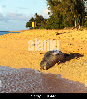 Hawaiianische Mönchsrobbe ruht in der Nähe von Tunnels Beach auf Kauai Stockfoto