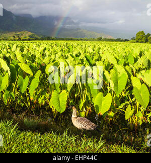 Nene von Taro im Hanalei National Wildlife Refuge, mit einem Regenbogen in Ferne Stockfoto