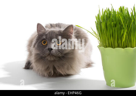 Perser Kätzchen sitzt in der Nähe von grass Stockfoto