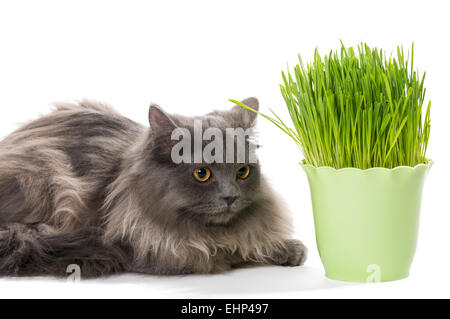 Perser Kätzchen sitzt in der Nähe von grass Stockfoto